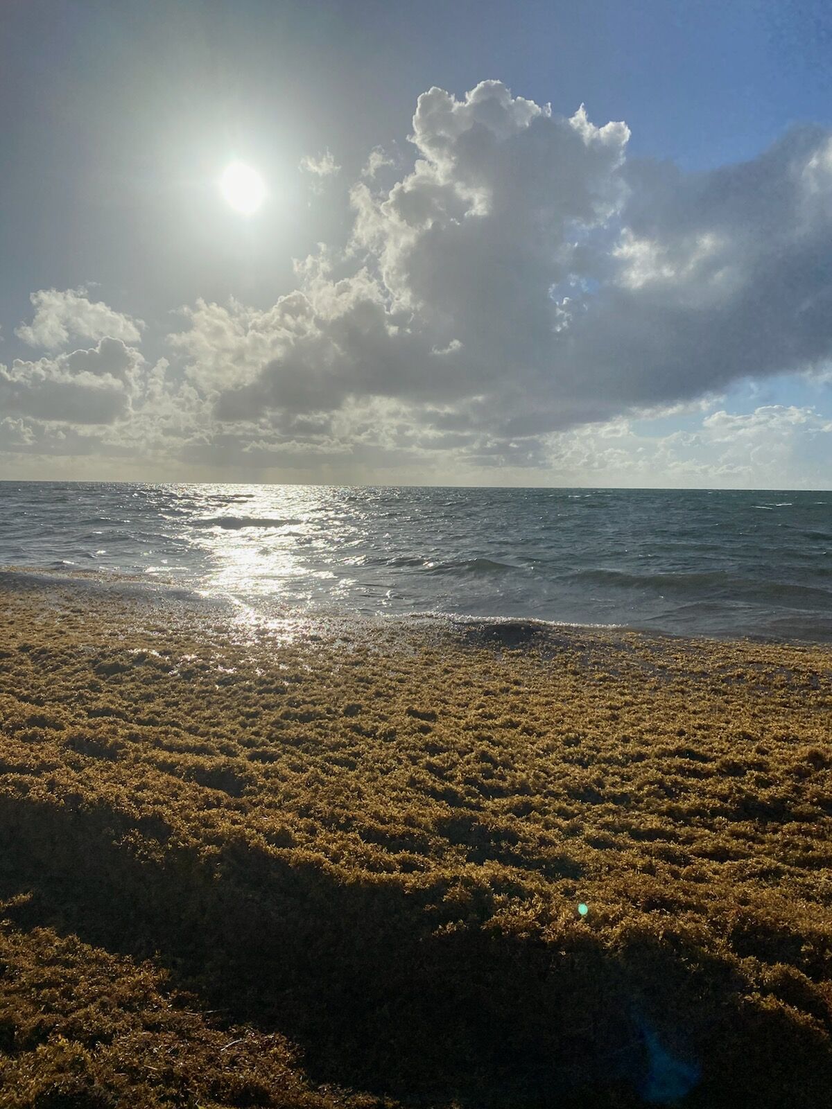 Sargassum. It’s back!
